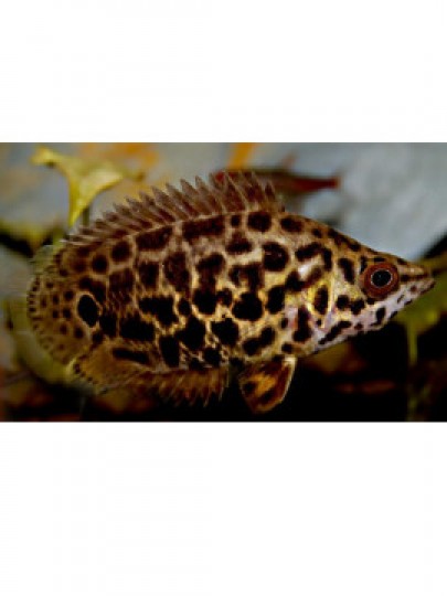 Gourami Leopardo